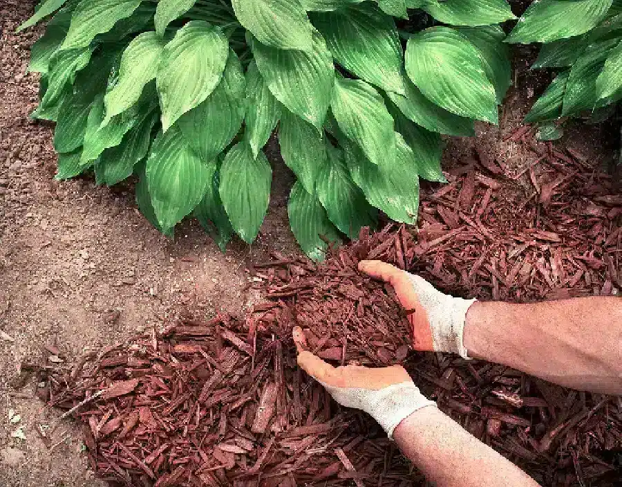 Image of hemlock mulch